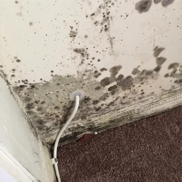 Mold